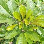 Vitex madiensis Leaf