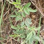 Indigofera volkensii Fuelha