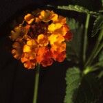 Lantana horrida Flor