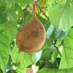 Pterygota alata Fruit