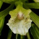 Nervilia aragoana फूल