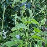 Salvia hispanica Feuille