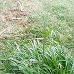 Panicum maximum Hoja