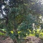 Quercus ilexЛисток