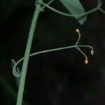 Passiflora arbelaezii Écorce