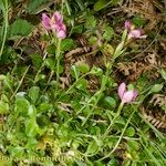 Centaurium portense Libunga