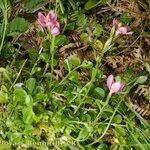 Centaurium portense Hábito