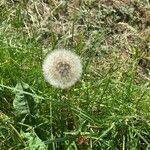 Taraxacum dissectumКветка