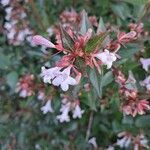 Abelia x grandiflora Flor