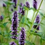 Agastache foeniculum Feuille