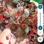 Kalanchoe manginii পাতা