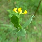 Coronilla scorpioides Virág