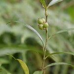 Sarcococca saligna موطن