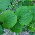 Smilax herbacea ഇല