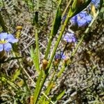 Dampiera stricta Plante entière