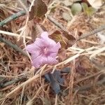 Ruellia patula 花