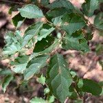 Combretum padoides Hoja