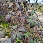 Rubus elegantispinosus Vivejo