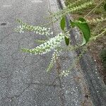 Aloysia virgata Kwiat