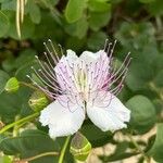 Capparis spinosaफूल