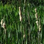 Typha × glauca Лист