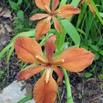 Iris fulva Blomst