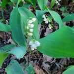 Convallaria majalisফুল