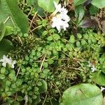 Gaultheria hispidula Blatt