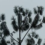 Pinus patula Leaf