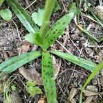 Orchis provincialis Blad