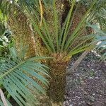 Cycas circinalis Habit