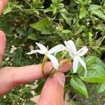 Jasminum tortuosum Květ