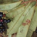 Ardisia fimbrillifera Leaf