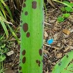 Agave maculata Leaf