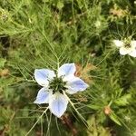 Nigella sativaЦветок