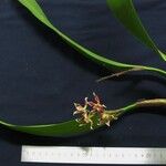 Prosthechea spondiada Alia