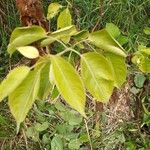Pyrus pyrifolia Leaf