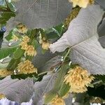 Tilia tomentosa Natur