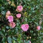 Rosa abietina പുഷ്പം