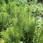 Equisetum sylvaticumFulla