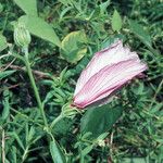 Hibiscus furcellatus Blodyn