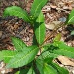 Rauvolfia tetraphylla Φύλλο