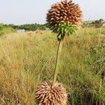 Leonotis nepetifolia Kwiat