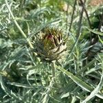 Cynara cardunculusFlower