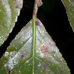 Casearia corymbosa Blad
