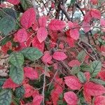 Cotoneaster zabelii ഇല