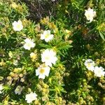 Cistus monspeliensisFlor