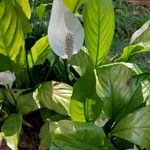 Spathiphyllum blandum Λουλούδι
