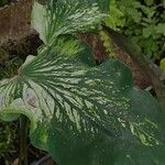 Caladium bicolor叶