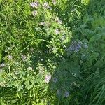 Medicago × variaFlower